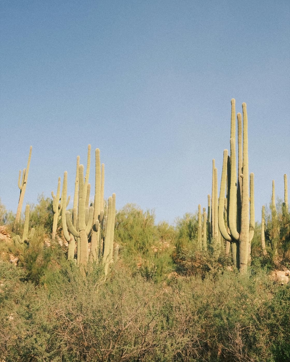 Saguaro desert near Phoenix